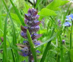 Attēlu rezultāti vaicājumam “Ajuga genevensis flower”