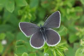 Attēlu rezultāti vaicājumam “Cupido minimus underside”