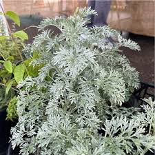 Image result for selvatici tehron