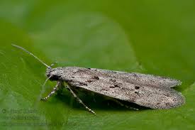 Attēlu rezultāti vaicājumam “Carpatolechia proximella”