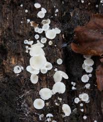 Attēlu rezultāti vaicājumam “Lachnum virgineum”