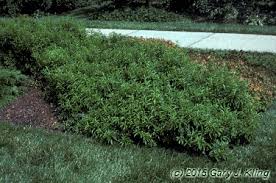 Attēlu rezultāti vaicājumam “Forsythia viridissima”
