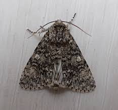 Attēlu rezultāti vaicājumam “Acronicta megacephala”