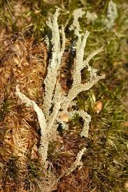 Attēlu rezultāti vaicājumam “Cladonia”