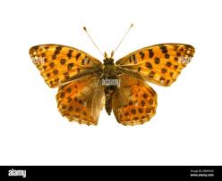 Attēlu rezultāti vaicājumam “Argynnis niobe underside”