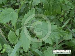 Attēlu rezultāti vaicājumam “Sinapis alba leaf”