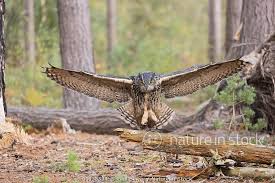Attēlu rezultāti vaicājumam “Bubo bubo adult”