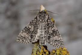 Attēlu rezultāti vaicājumam “Acronicta megacephala”