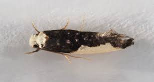 Attēlu rezultāti vaicājumam “Monopis monachella”