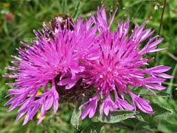 Image result for Centaurea nigra