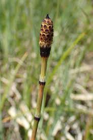 Attēlu rezultāti vaicājumam “Equisetum variegatum”