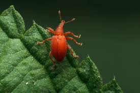 Attēlu rezultāti vaicājumam “Apion sp.”