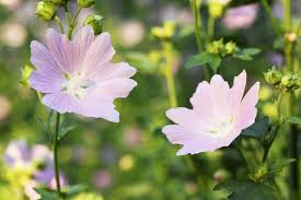 Attēlu rezultāti vaicājumam “Malva moschata alba flower”