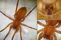 Attēlu rezultāti vaicājumam “Agroeca brunnea”