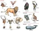 mammal - Definition and pronunciation | Oxford Advanced American ...