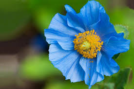 Image result for Meconopsis betonicifolia