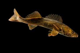 Image result for Sander canadensis