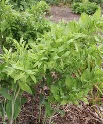 Attēlu rezultāti vaicājumam “Polygonatum multiflorum”