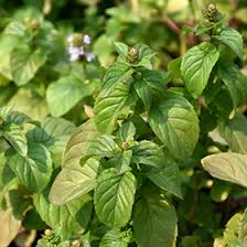 Attēlu rezultāti vaicājumam “Mentha x piperita”