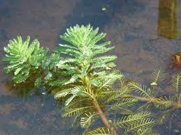 Attēlu rezultāti vaicājumam “Haloragaceae”