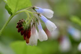 Attēlu rezultāti vaicājumam “Symphytum officinale bud”
