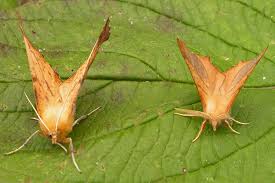 Attēlu rezultāti vaicājumam “Ennomos autumnaria”