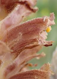 Attēlu rezultāti vaicājumam “Orobanche elatior flower”