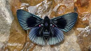 Attēlu rezultāti vaicājumam “Riodinidae”