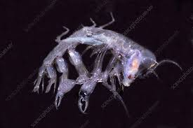 Attēlu rezultāti vaicājumam “Phronia sp.”