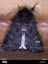 Attēlu rezultāti vaicājumam “Tholera cespitis”