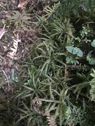 Attēlu rezultāti vaicājumam “Gymnostomum calcareum”