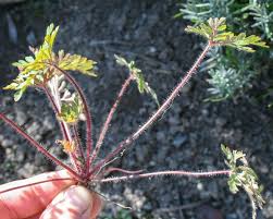 Attēlu rezultāti vaicājumam “Geranium bohemicum bud”