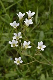 Attēlu rezultāti vaicājumam “Saxifraga granulata leaf”