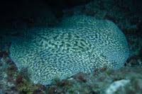 Image result for Torpedo marmorata