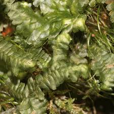 Attēlu rezultāti vaicājumam “Bazzania trilobata”