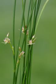 Attēlu rezultāti vaicājumam “Juncus filiformis”
