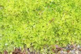 Attēlu rezultāti vaicājumam “Chiloscyphus”