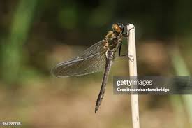 Attēlu rezultāti vaicājumam “Linaeidea aenea”