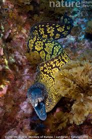 Image result for Muraena helena