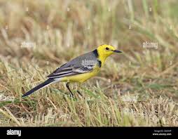 Attēlu rezultāti vaicājumam “Motacilla citreola male”