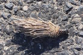 Attēlu rezultāti vaicājumam “Canephora hirsuta”