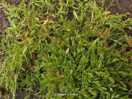 Attēlu rezultāti vaicājumam “Stellaria crassifolia leaf”