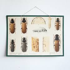 Attēlu rezultāti vaicājumam “Tetropium fuscum”