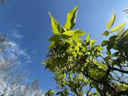 Attēlu rezultāti vaicājumam “Acer negundo female flower”