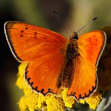 Attēlu rezultāti vaicājumam “Lycaena virgaureae male”