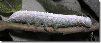 Attēlu rezultāti vaicājumam “Pterostoma palpina larva”