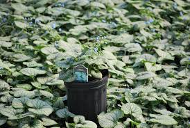 Image result for Brunnera `Jack Frost`