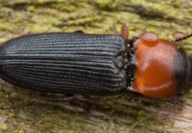 Attēlu rezultāti vaicājumam “Cardiophorus ruficollis”