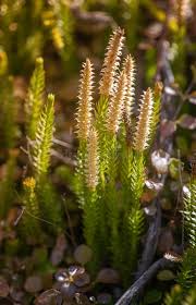 Attēlu rezultāti vaicājumam “Lycopodium annotinum”