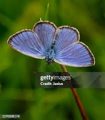 Attēlu rezultāti vaicājumam “Maculinea alcon underside”